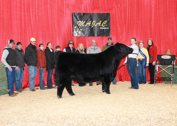 Grand Champion Bred-and-owned Bull