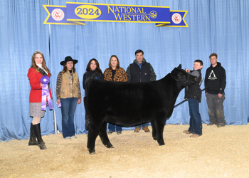 Senior Heifer Calf Champion