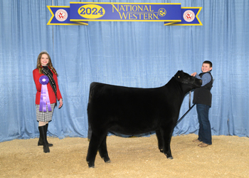 Owned Junior Heifer Calf Champion - Div 2