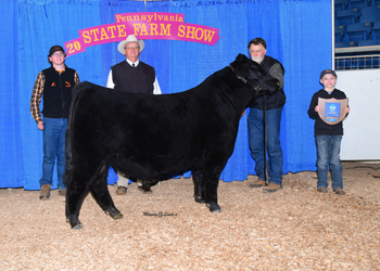 Grand Champion Bull