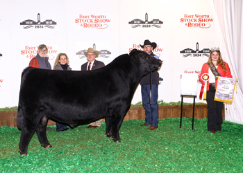 Reserve Grand Champion Bull