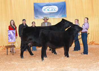 Grand Champion Cow-calf Pair