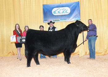 Reserve Junior Champion Bull