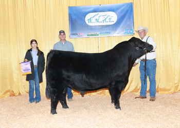 Intermediate Champion Bull