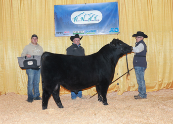 Reserve Junior Bull Calf Champion