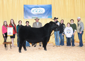 Reserve Grand Champion Bull