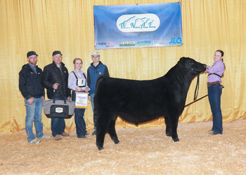 Reserve Summer Bull Calf Champion