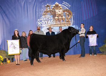 Reserve Grand Champion Bull