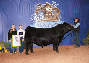 Reserve Senior Champion Bull