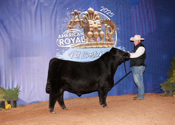 Reserve Junior Champion Bull