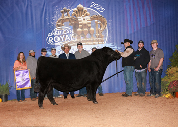 Grand Champion Bull