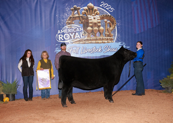 Reserve Intermediate Champion Heifer