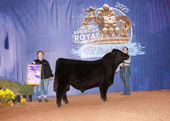 Senior Bull Calf Champion