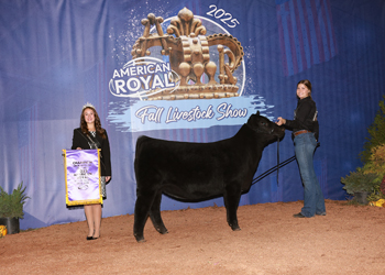 Junior Heifer Calf Champion