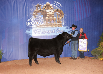 Reserve Junior Bull Calf Champion