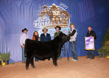 Junior Bull Calf Champion