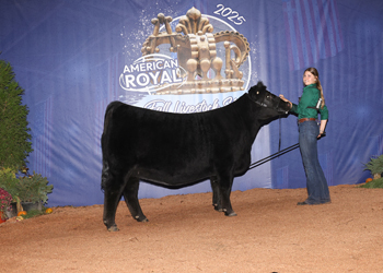 Bred-and-Owned Junior Heifer Champion -- Div 1