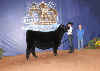 Bred-and-owned Intermediate Champion Heifer