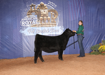 Bred-and-owned Junior Heifer Calf Champion