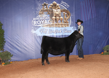 Owned Junior Heifer Calf Champion