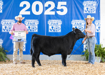 Grand Champion Bull