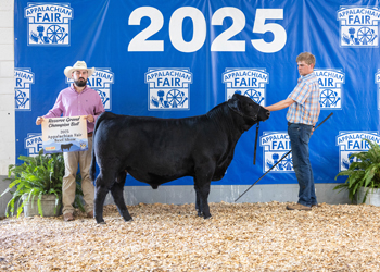 Reserve Grand Champion Bull