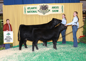 Bred-and-owned Reserve Junior Champion Heifer