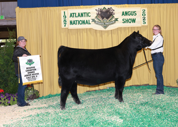 Owned Reserve Junior Heifer Calf Champion Div 2