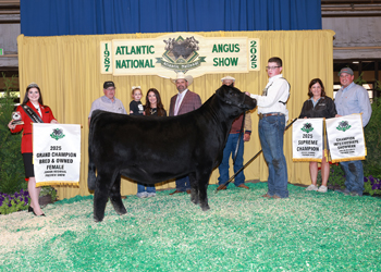 Grand Champion Bred-and-owned Female