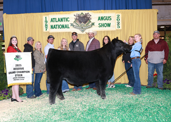 Reserve Grand Champion Steer