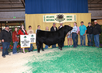 Grand Champion Bred-and-owned Bull