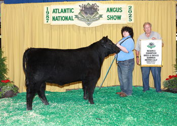 Bred-and-owned Reserve Summer Heifer Calf Champion