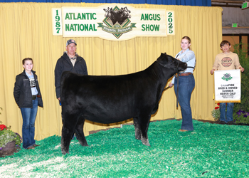 Bred-and-owned Summer Heifer Calf Champion