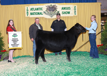 Owned Reserve Fall Heifer Calf Champion