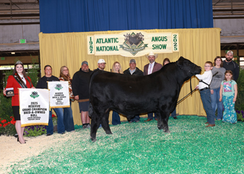 Reserve Grand Champion Bred-and-owned Bull