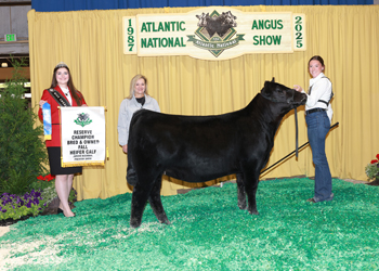Bred-and-owned Reserve Fall Heifer Calf Champion