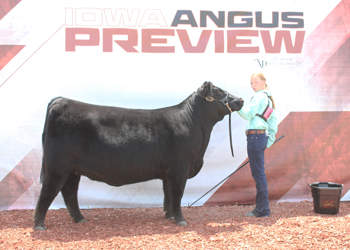 Owned Reserve Senior Champion Female