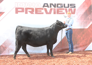 Bred-and-owned Senior Champion Female