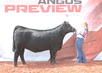 Bred-and-owned Reserve Junior Champion Heifer