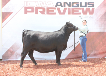 Owned Reserve Intermediate Champion Heifer