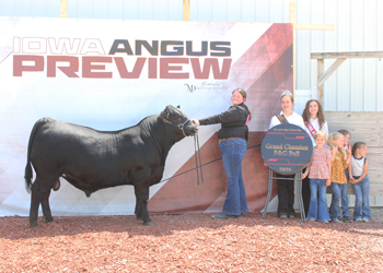 Grand Champion PGS Bull