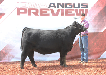 Bred-and-owned Reserve Senior Champion Female