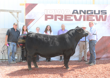 Grand Champion Bred-and-owned Bull