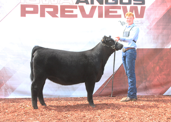 Bred-and-owned Senior Heifer Calf Champion