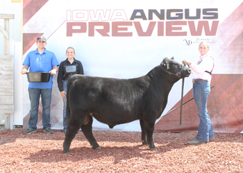 Bred-and-owned Senior Bull Calf Champion