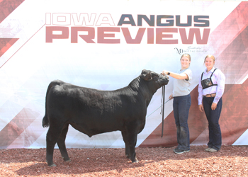Bred-and-owned Reserve Senior Bull Calf Champion