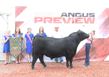 Grand Champion Bull