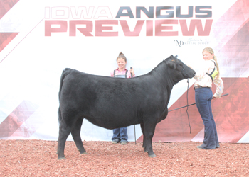 Late Junior Champion Heifer
