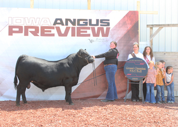 Intermediate Champion Bull