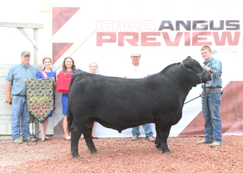 Reserve Grand Champion Bull